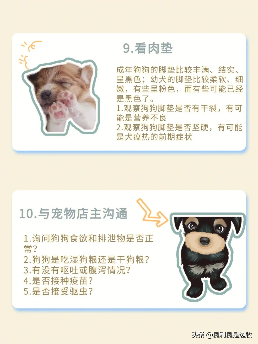 饲养宠物狗有哪些注意事项(宠物店不会告诉你养狗的10大注意事项)