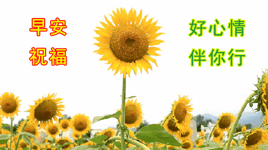 微信早上好祝福语图片大全，人生就这一辈子，关键是要活出自己图片