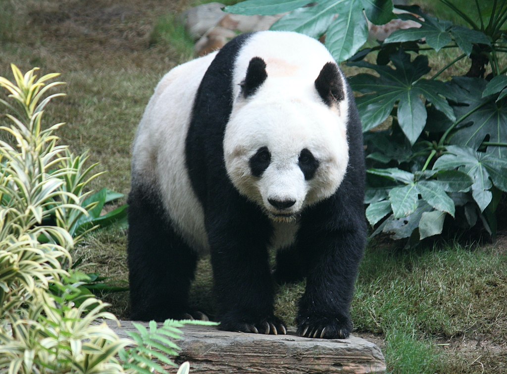 大熊猫生活在什么地方？一文读懂大熊猫分布区域-第7张图片