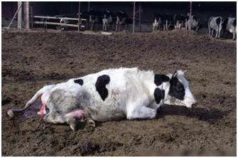 奶牛为什么可以不停产奶？奶牛真的是靠打激素来产奶的吗？
