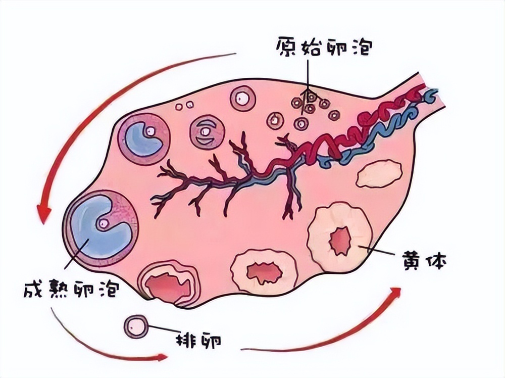 黃體在什麼位置圖片(一天接了3個急診) - 赤虎壹號