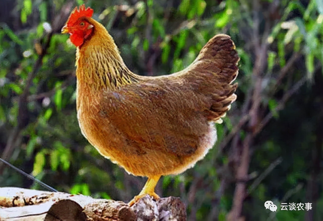 黑鸡品种大全带图解(鸡的品种与分类介绍)