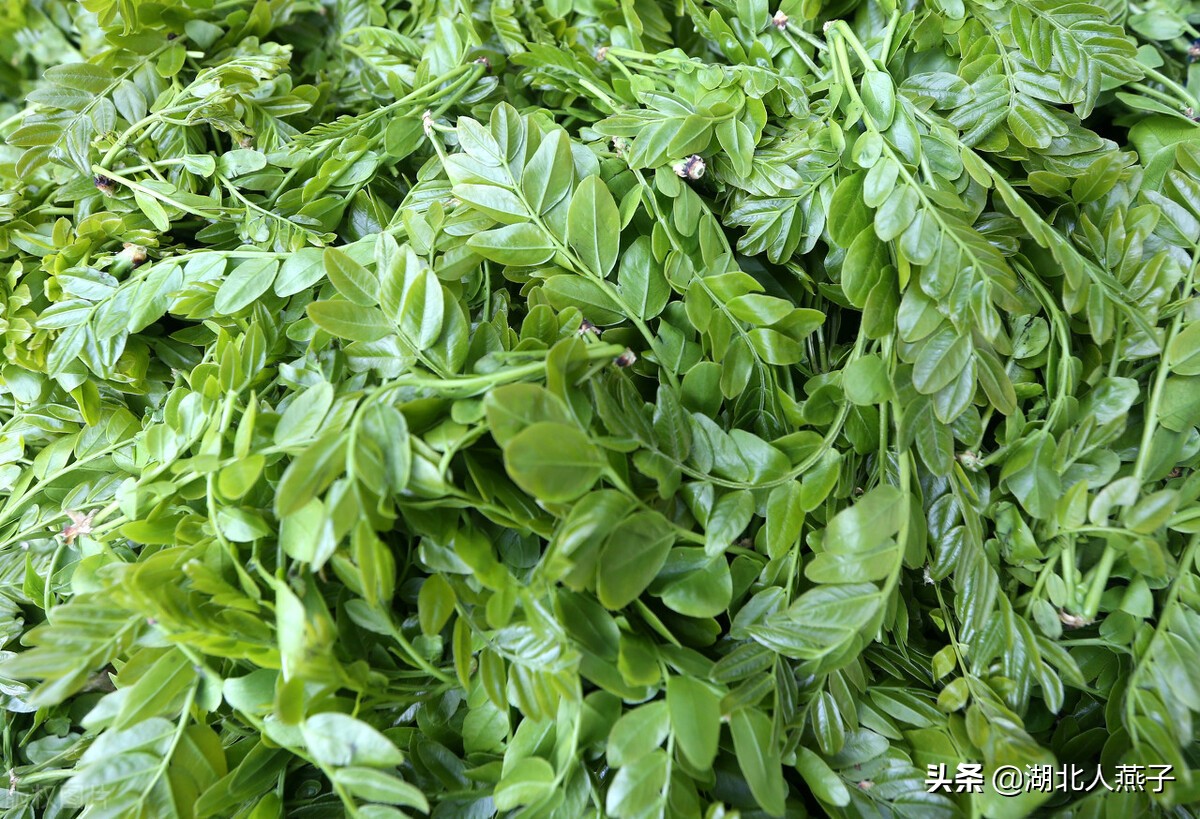 50种野菜大图片，教你认识不同的野菜和吃法，你想要的野菜这里有
