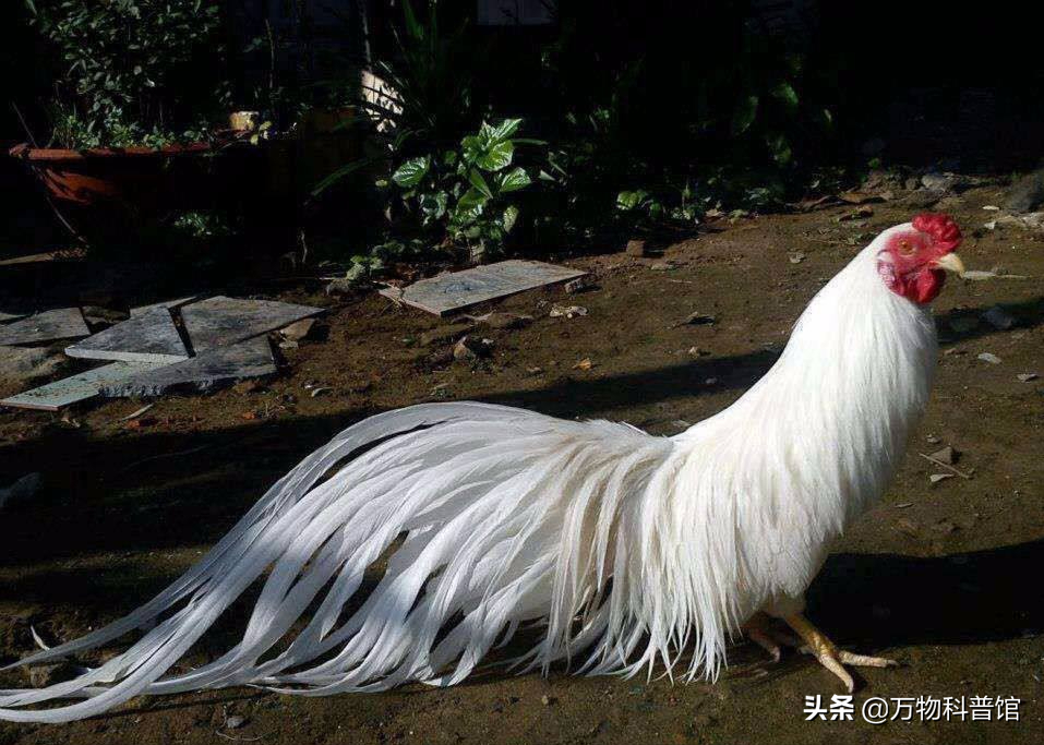 尾巴长的鸡品种图片图片