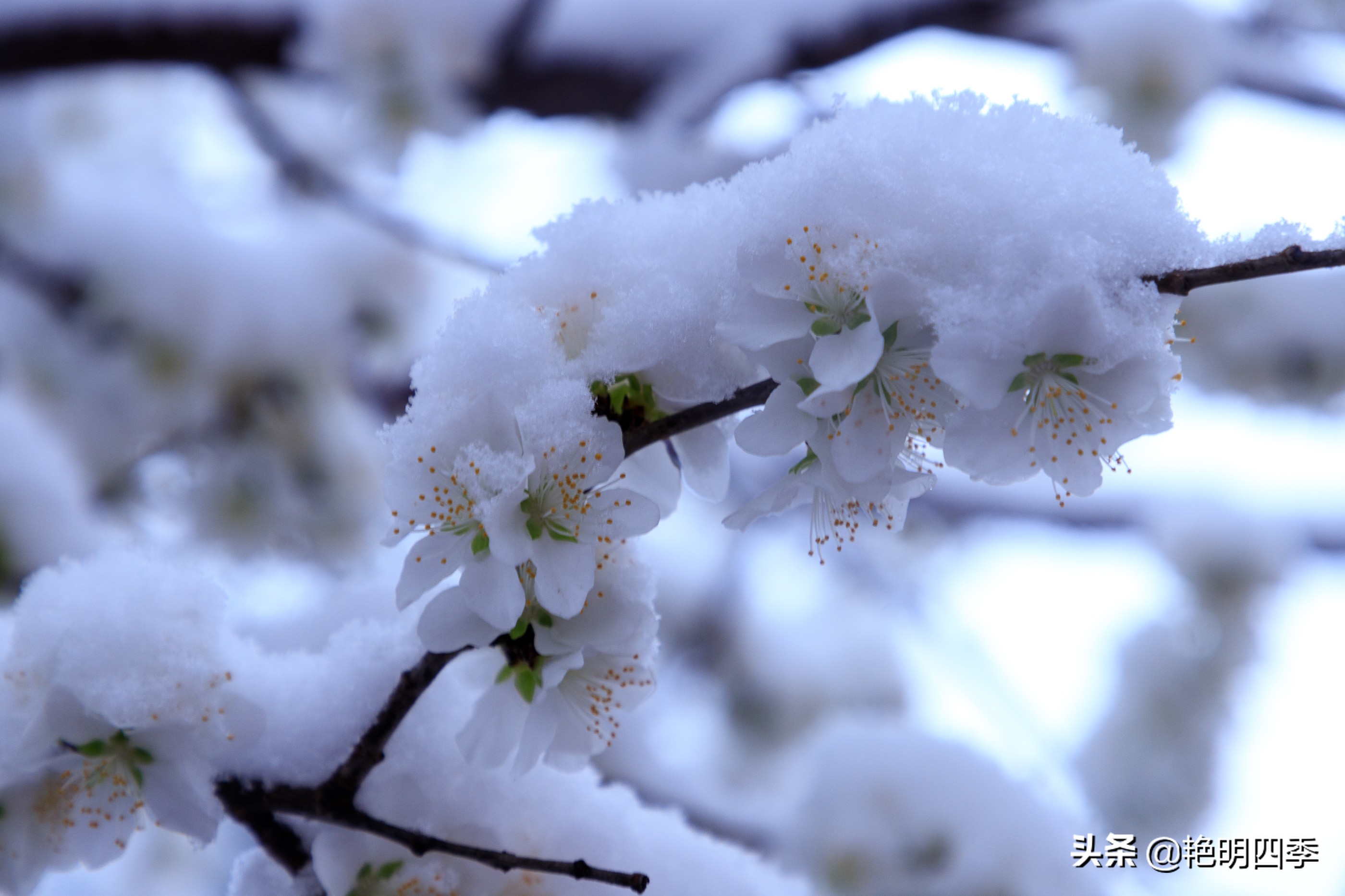 春天里，在紫禁城看一场大雪，与冬天做一个郑重的告别