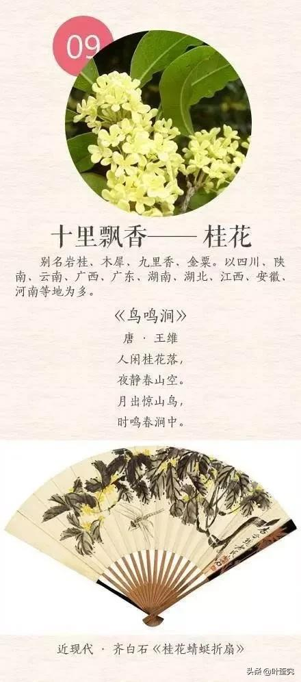 中国十大名花,您都知道吗?