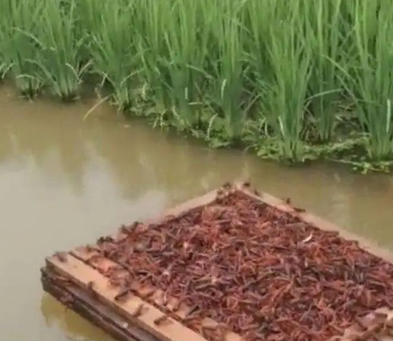 小龙虾养殖对水环境影响(春季小龙虾养殖水体和稻田水质的影响)