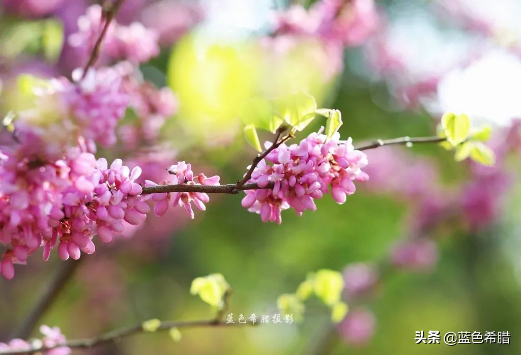 摄影笔记：佳能85定焦镜头拍摄一组紫荆花照，梦幻诗意