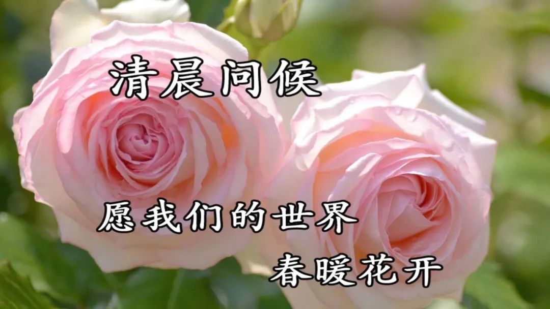 周六漂亮的鲜花动图早上好问候图片 愿你所想的都能如愿图片