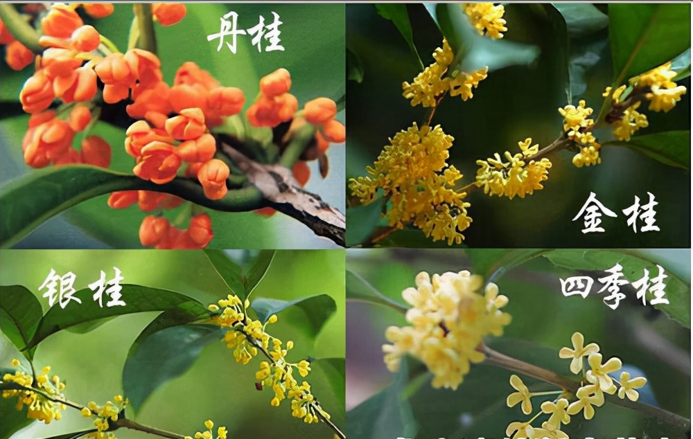 屋后种什么树有靠山（七种吉祥树屋后种一棵实用又旺家）