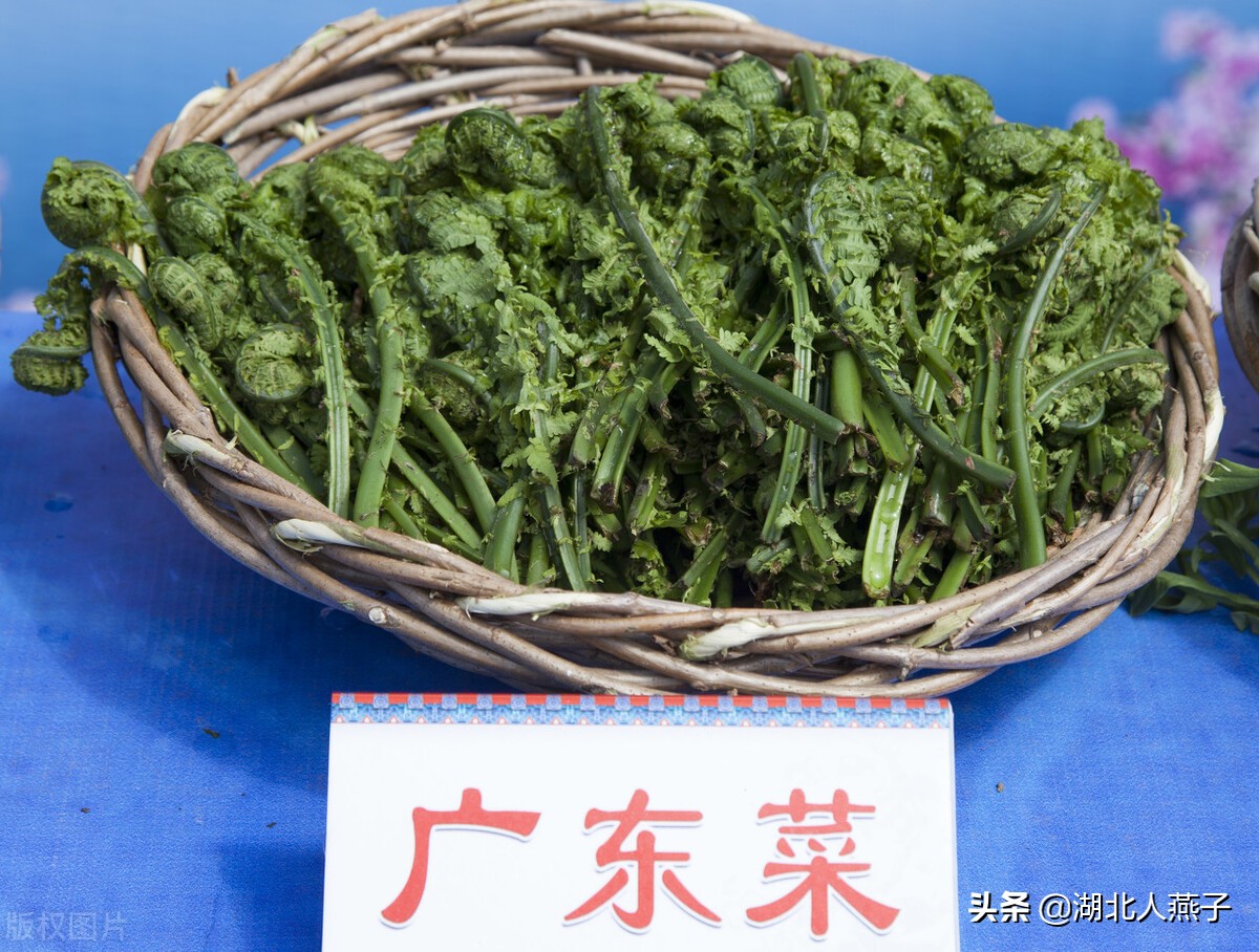 50种野菜大图片，教你认识不同的野菜和吃法，你想要的野菜这里有