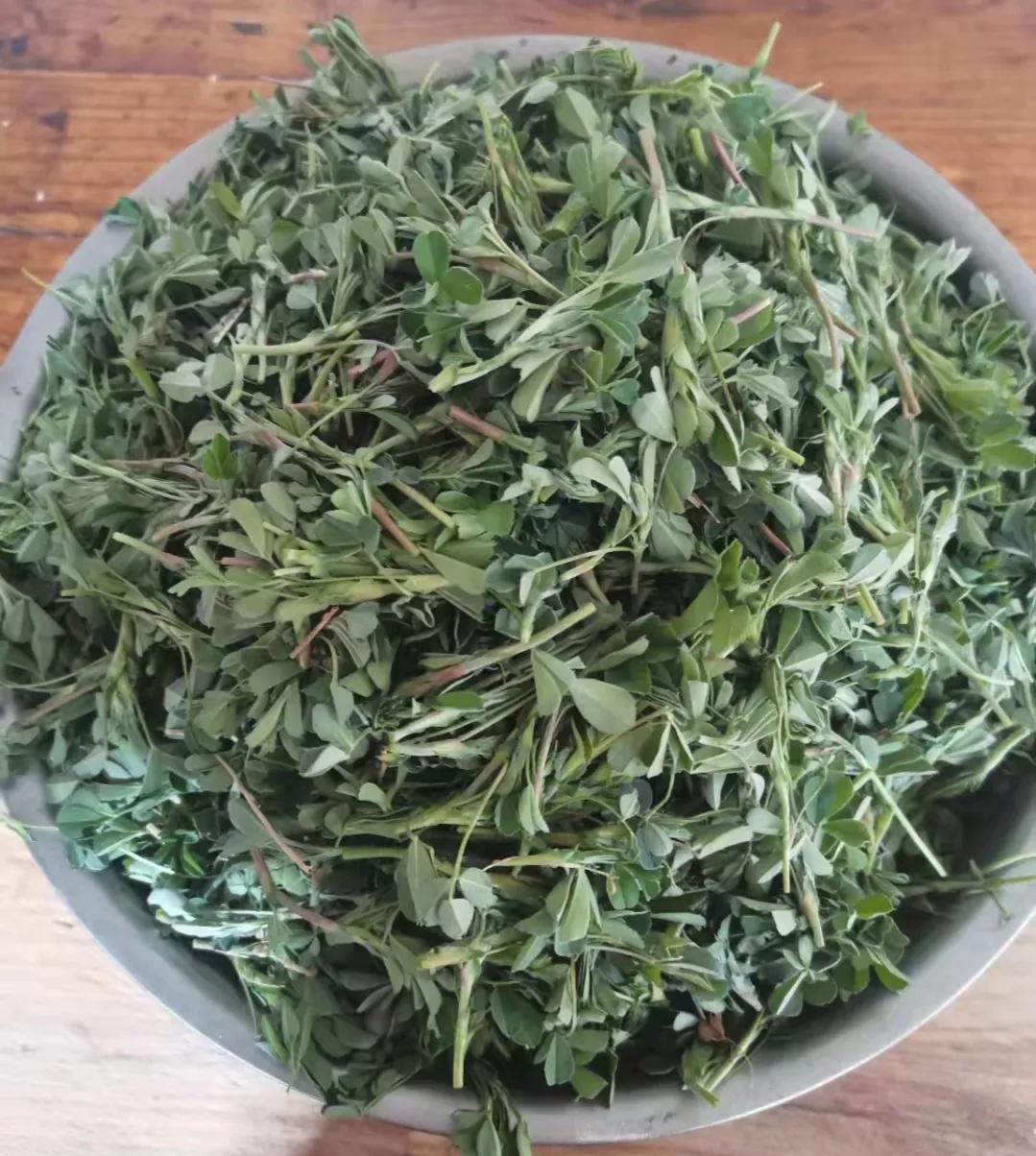 難忘的苜蓿菜