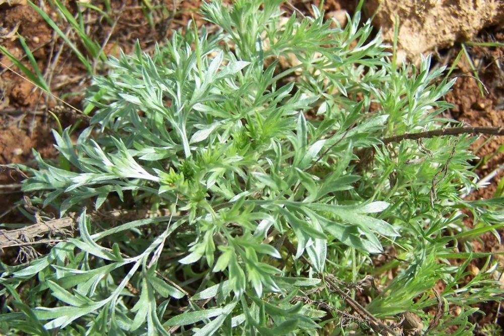 春天到了，野地里的白蒿、苜蓿和荠菜又该上桌了