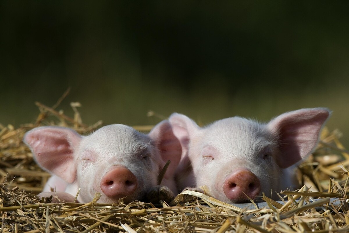 全国生猪价格涨跌表｜2022年2月3日，上半年养猪户面临“大洗牌”