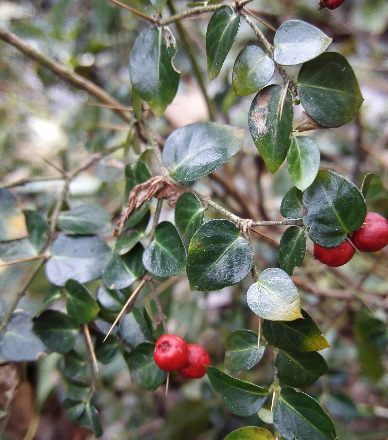 虎刺盆景图片欣赏(图文鉴赏虎刺盆景的真正样子)