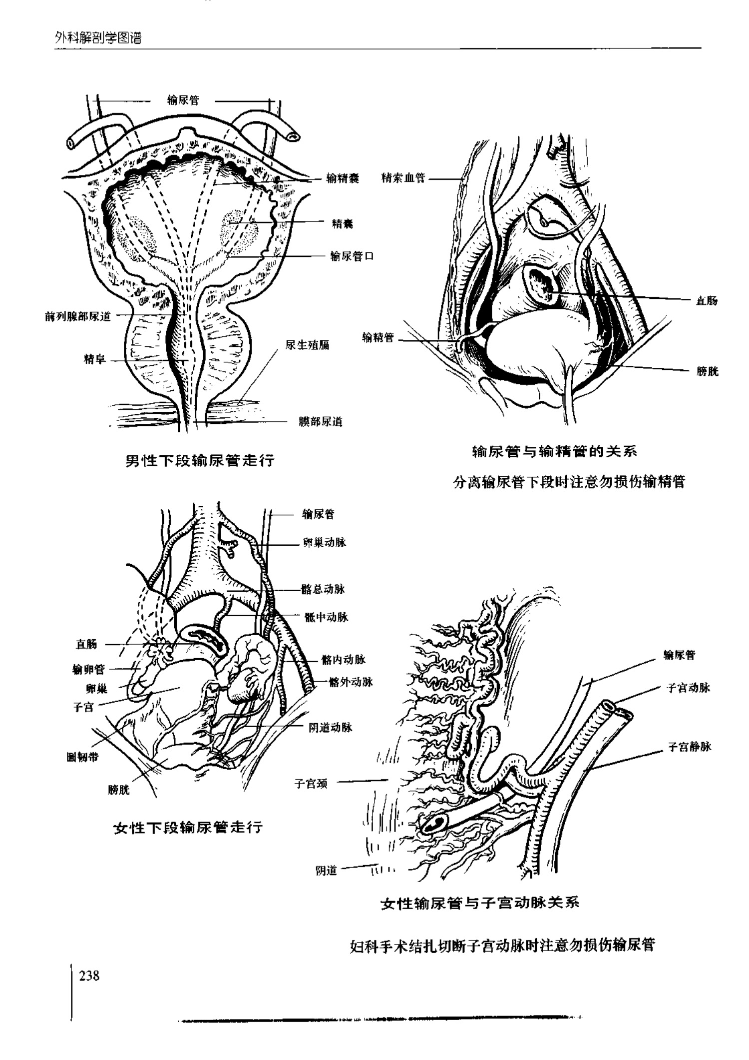 人体内脏位置图(图示集‖外科解剖学图谱(8-5)盆部)