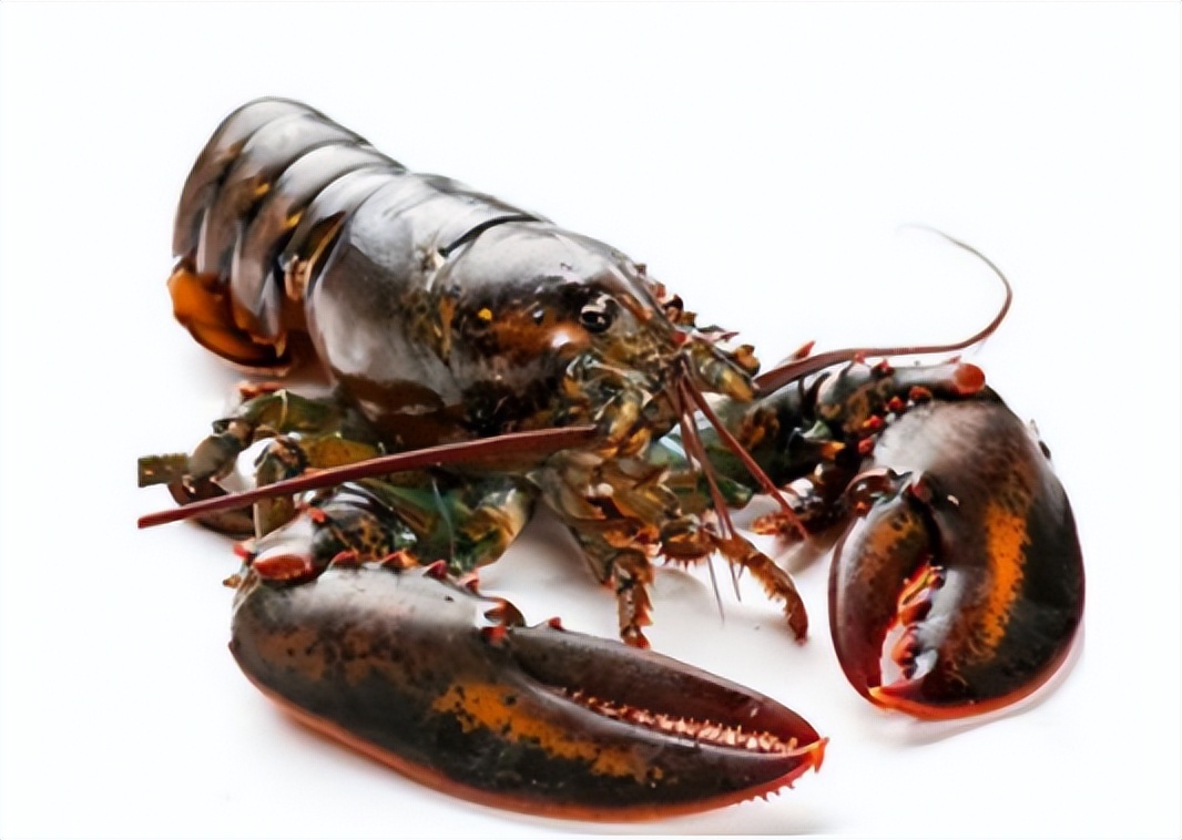 世界上最大的虎鲨