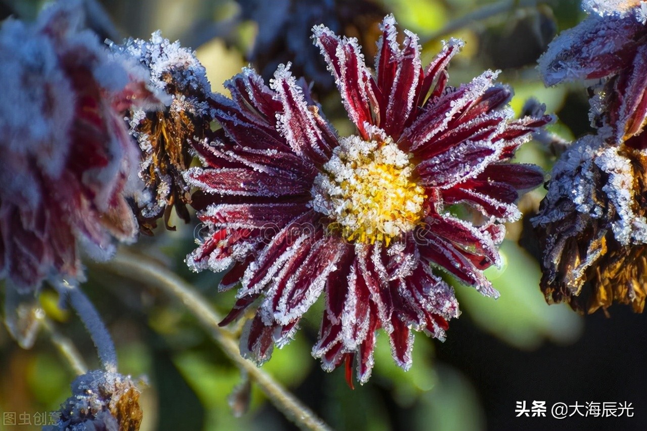 冬意深处，坦然不语，愿与雪花共舞