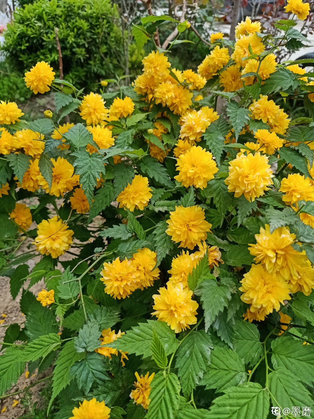 春天路边爆开花，常见的30种花，高手只能认识20种