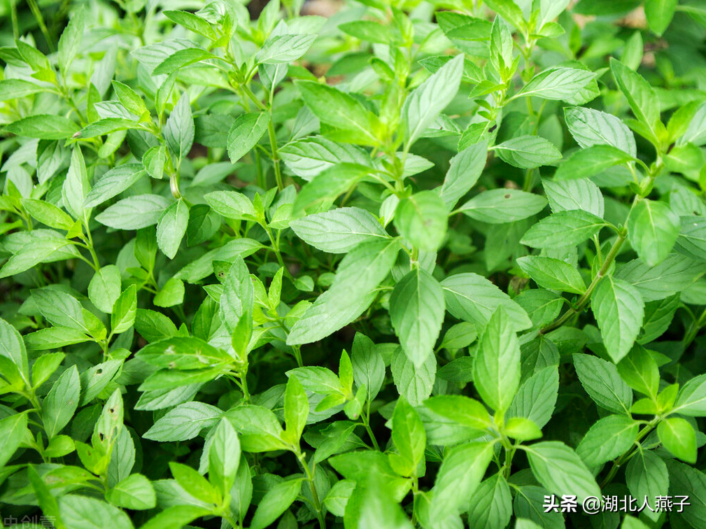 夏季摘野菜，送你61种野菜大图鉴，让你轻松认识各种野菜和吃法