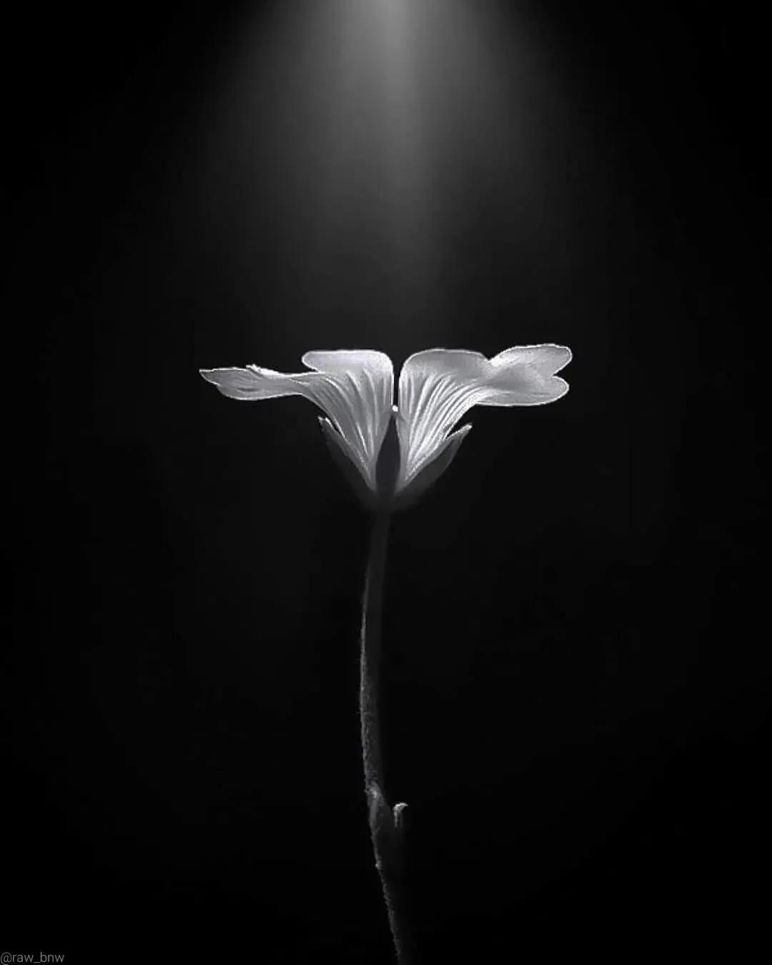 忧郁的黑白,伤感的诗篇