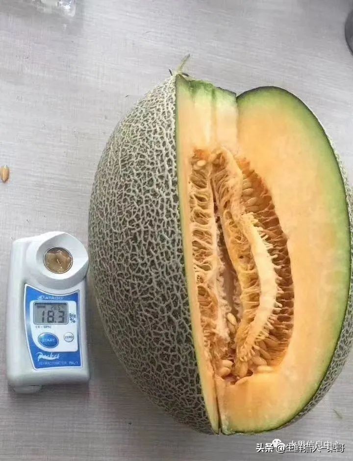 哈密瓜、蜜瓜、网纹瓜、香瓜、羊角蜜傻傻分不清？看完就明白了