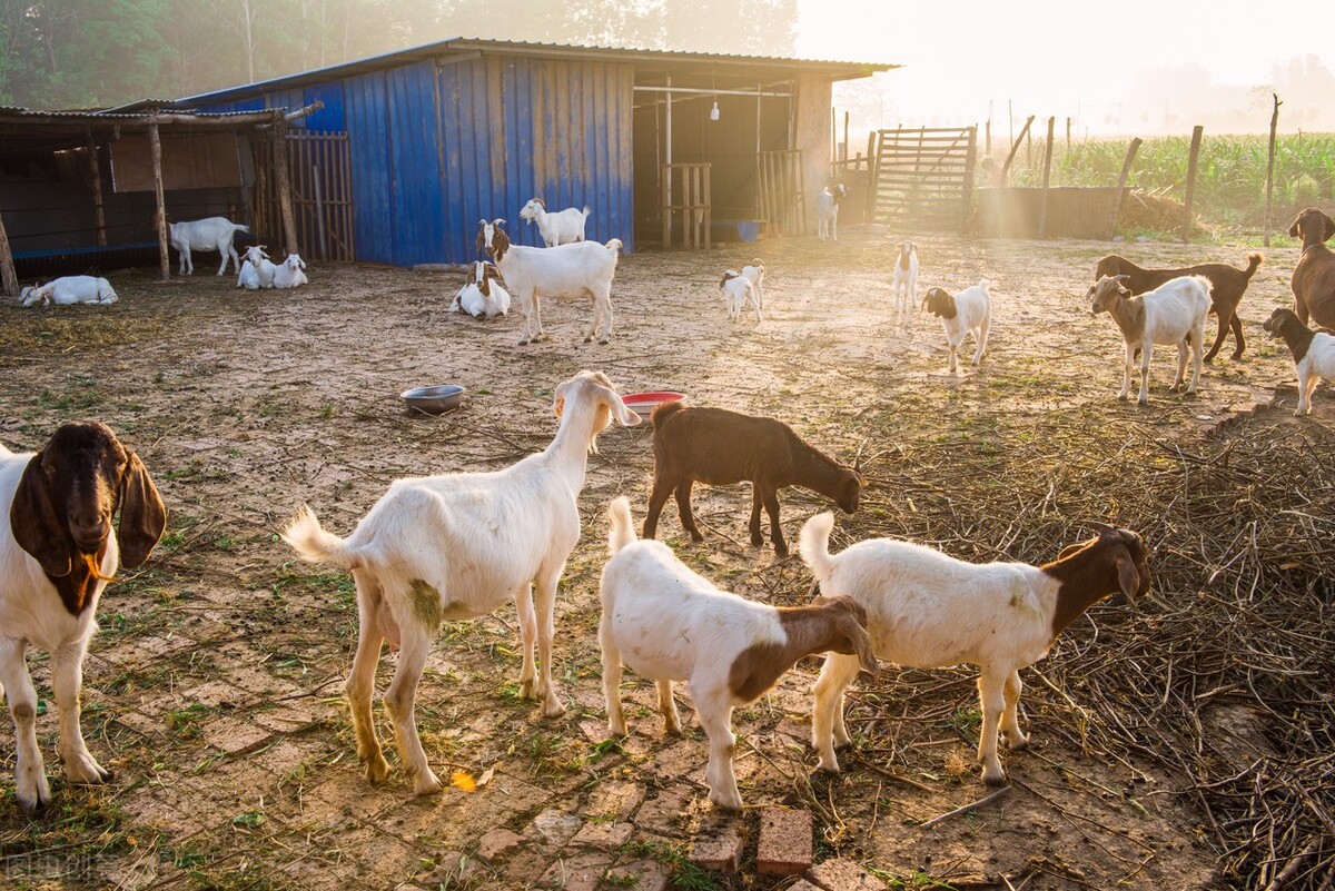 养殖100只羊,放养和圈养的利润到底相差多少?算算才知道