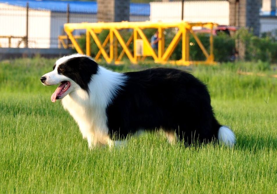 边境牧羊犬图片展示（漂亮的纯种边境牧羊犬图片）