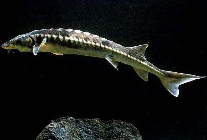 山峰图片大全(钓到这些鱼) - 赤虎壹号