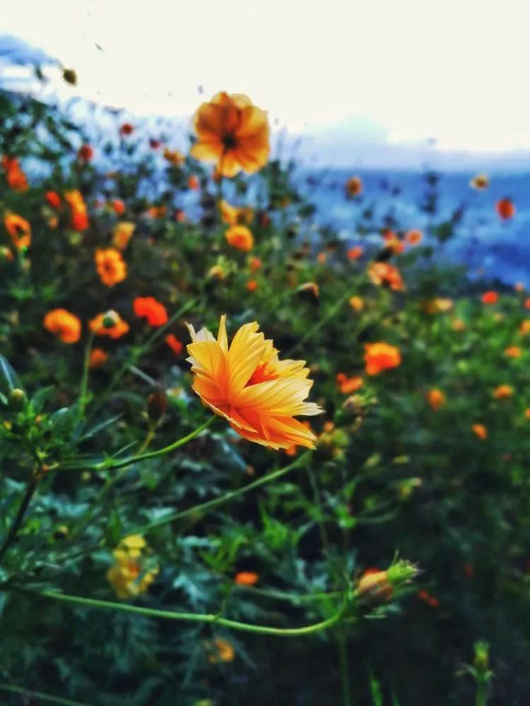 分享图片，美丽顽强的野菊花