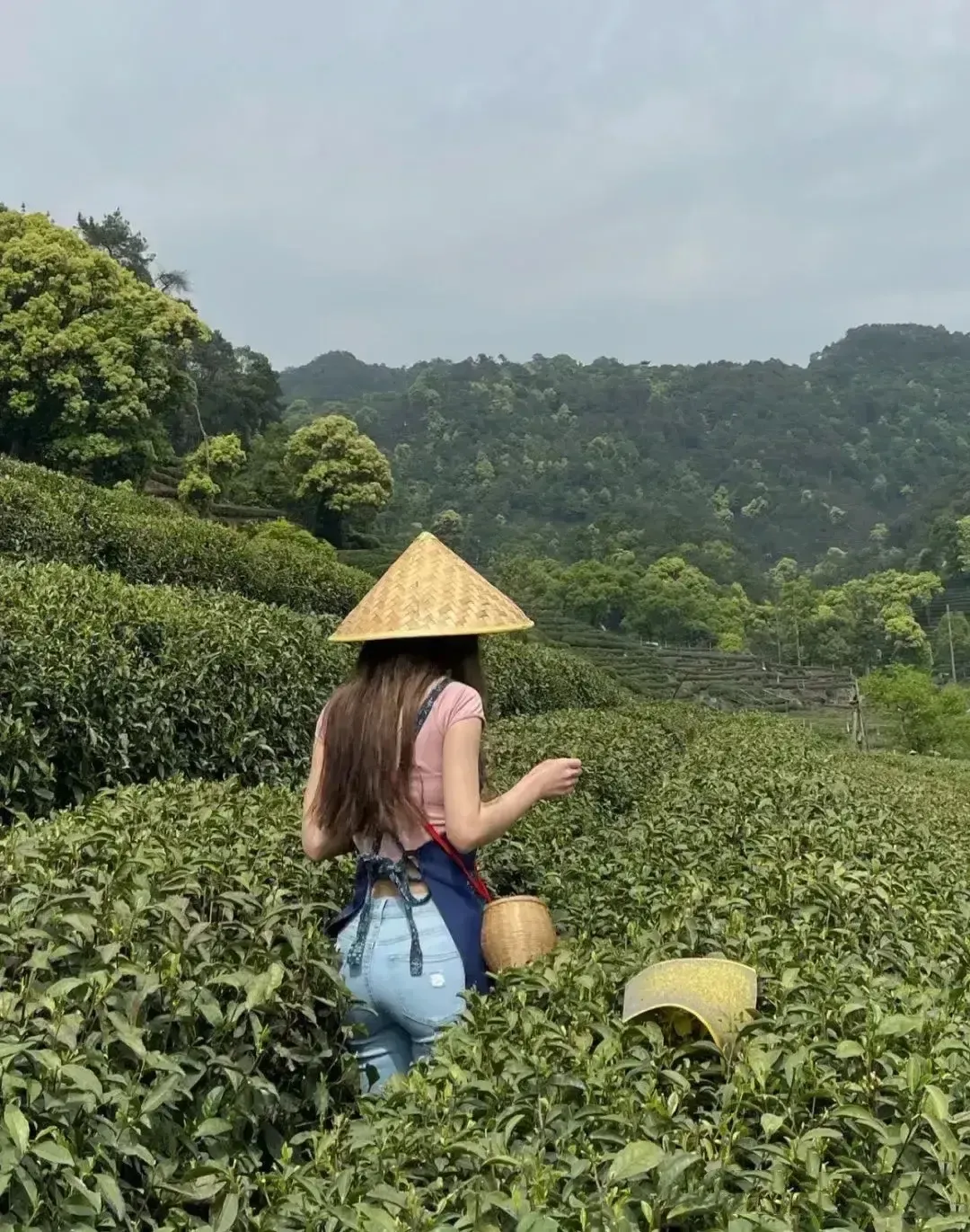 太狠了，孤独的小罐茶！！