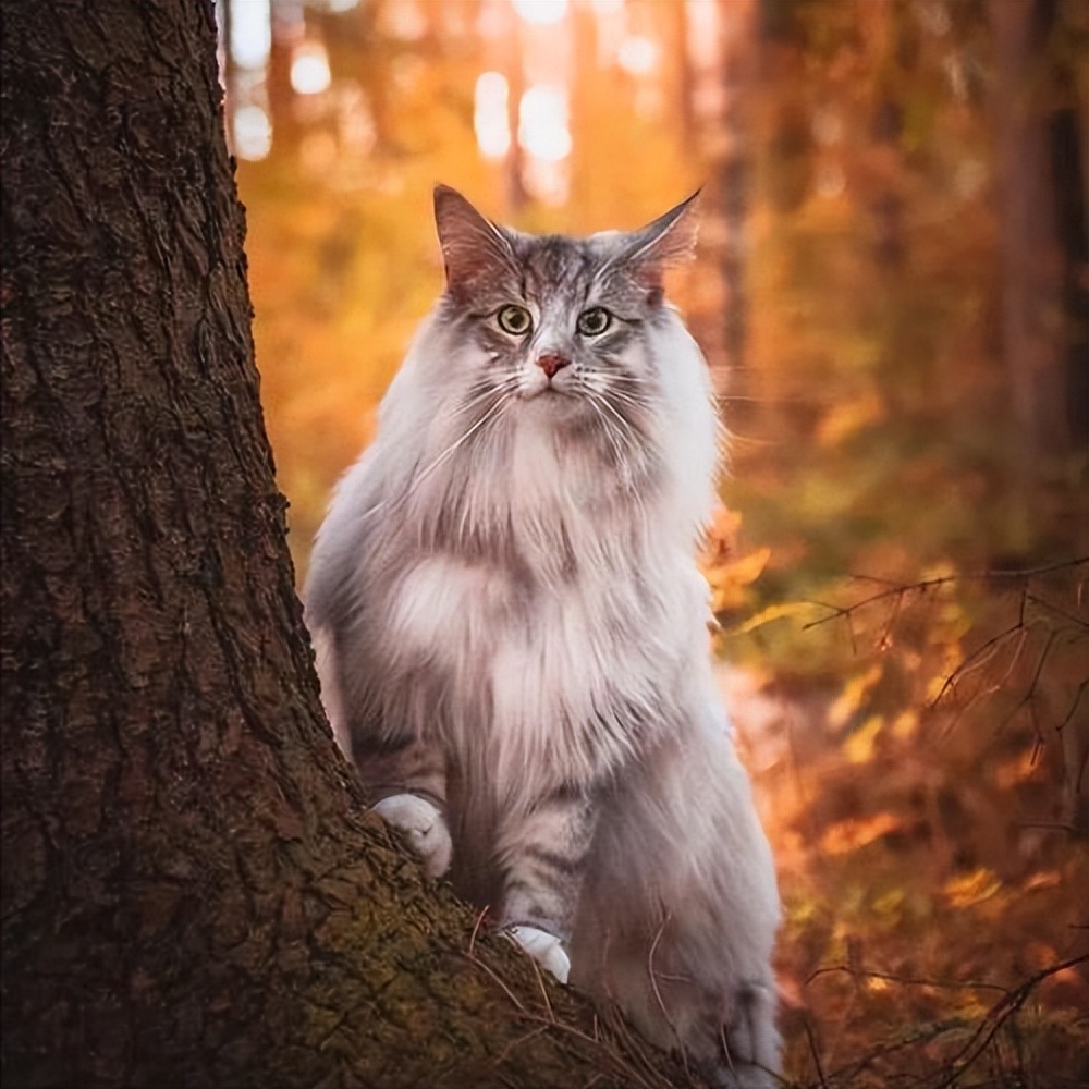 养一只挪威森林猫是什么体验?