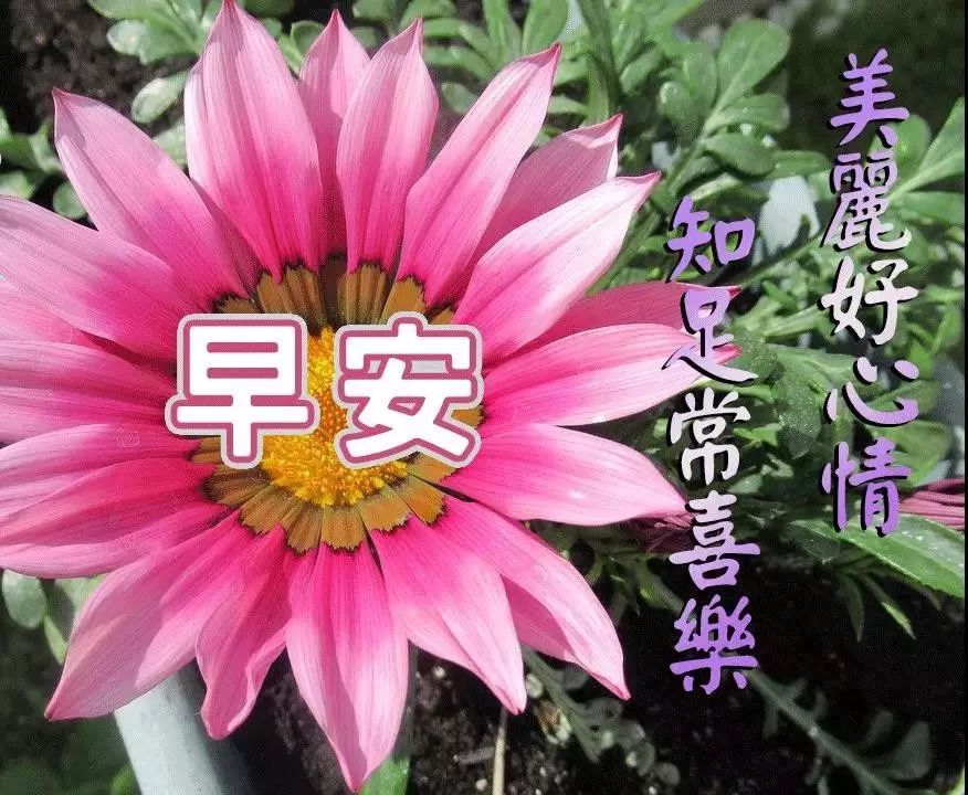 新的一天问候大家早上好动态表情包 愿你开心笑，添福添寿添逍遥图片