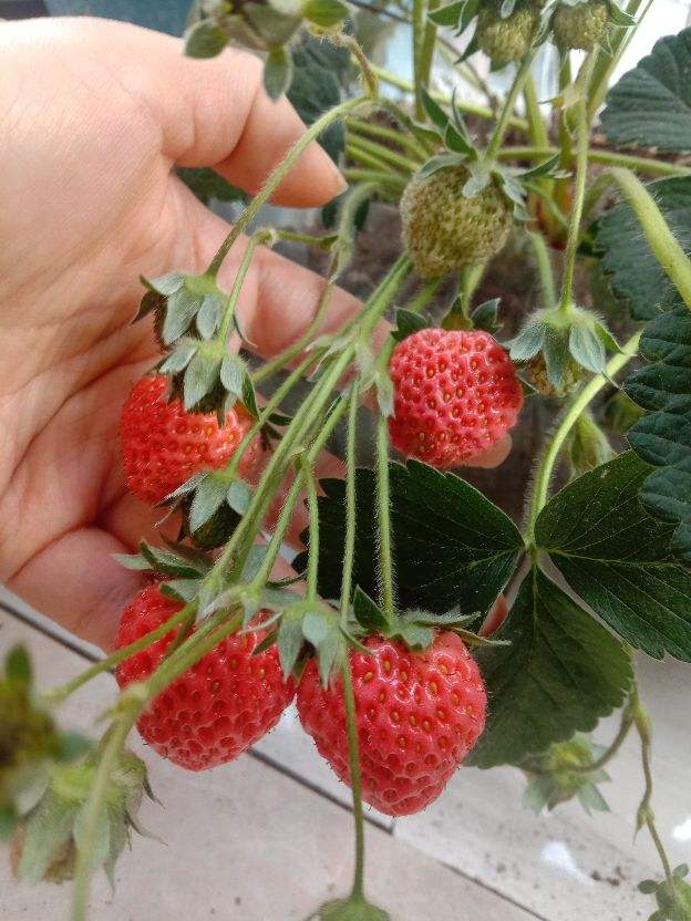 草莓80一斤贵到买不起，15块钱买盆栽，在家也可以种草莓