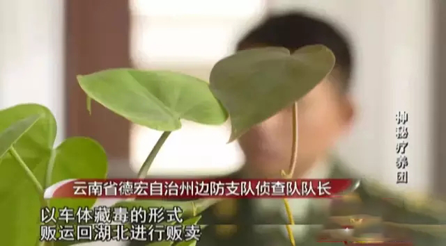 2017年三辆豪车去云南旅游，引起警方怀疑，全家12口多人判死刑