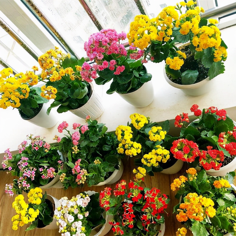 12种吉祥花,适合养在家里,鸿运当头一帆风顺,名字全都响当当_农业技术