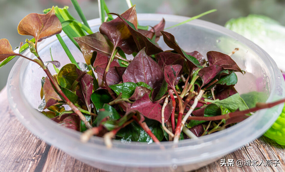 夏季摘野菜，送你61种野菜大图鉴，让你轻松认识各种野菜和吃法