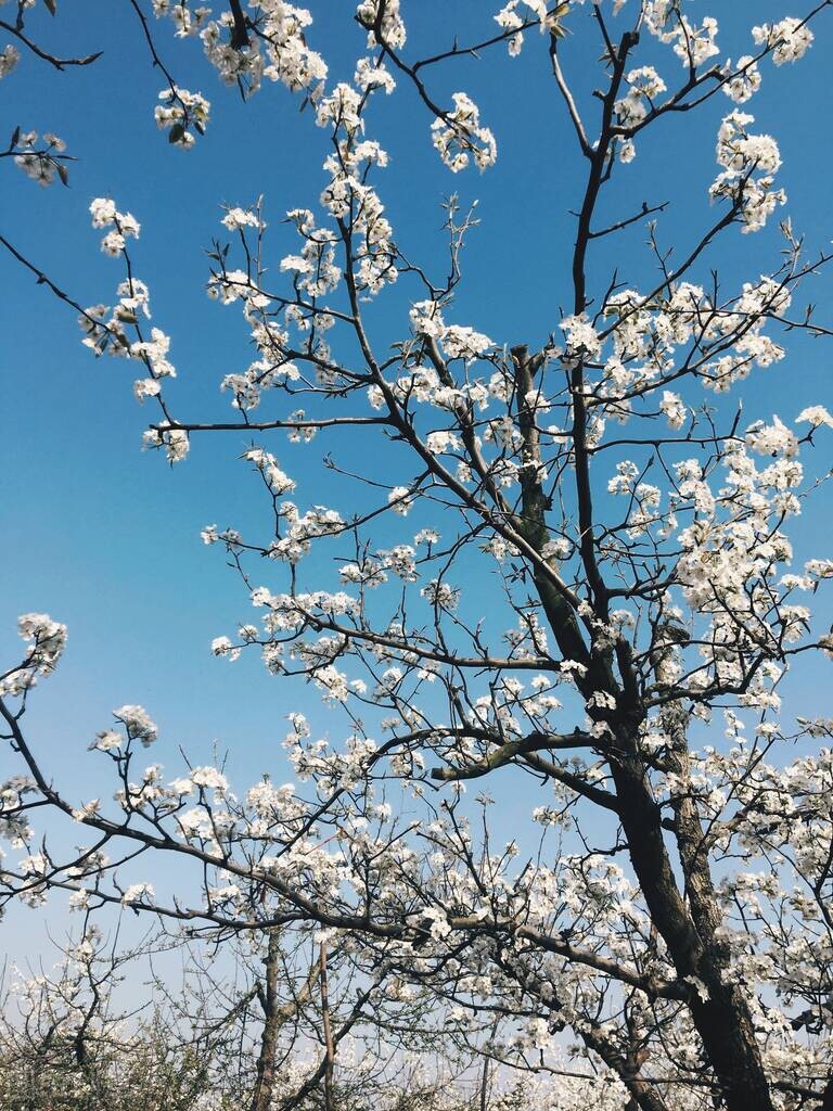 岁月若静好，愿你浅浅喜乐；人间若薄凉，愿你淡淡释怀