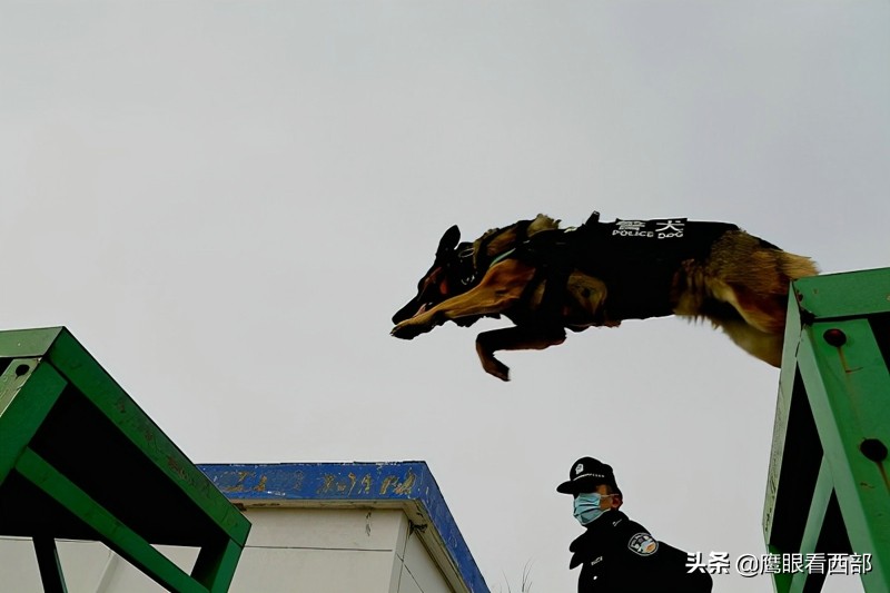 「摄影报道」甘肃平凉：“神犬奇兵”冬季训练忙