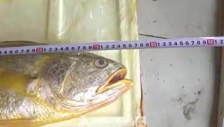 震惊！记忆中仅卖2角一斤的大黄鱼，如今卖出天价，14.5万一条？