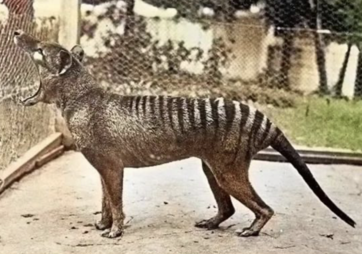 灭绝多年的生物频繁出现，地球怎么了？科学家面露担忧之色