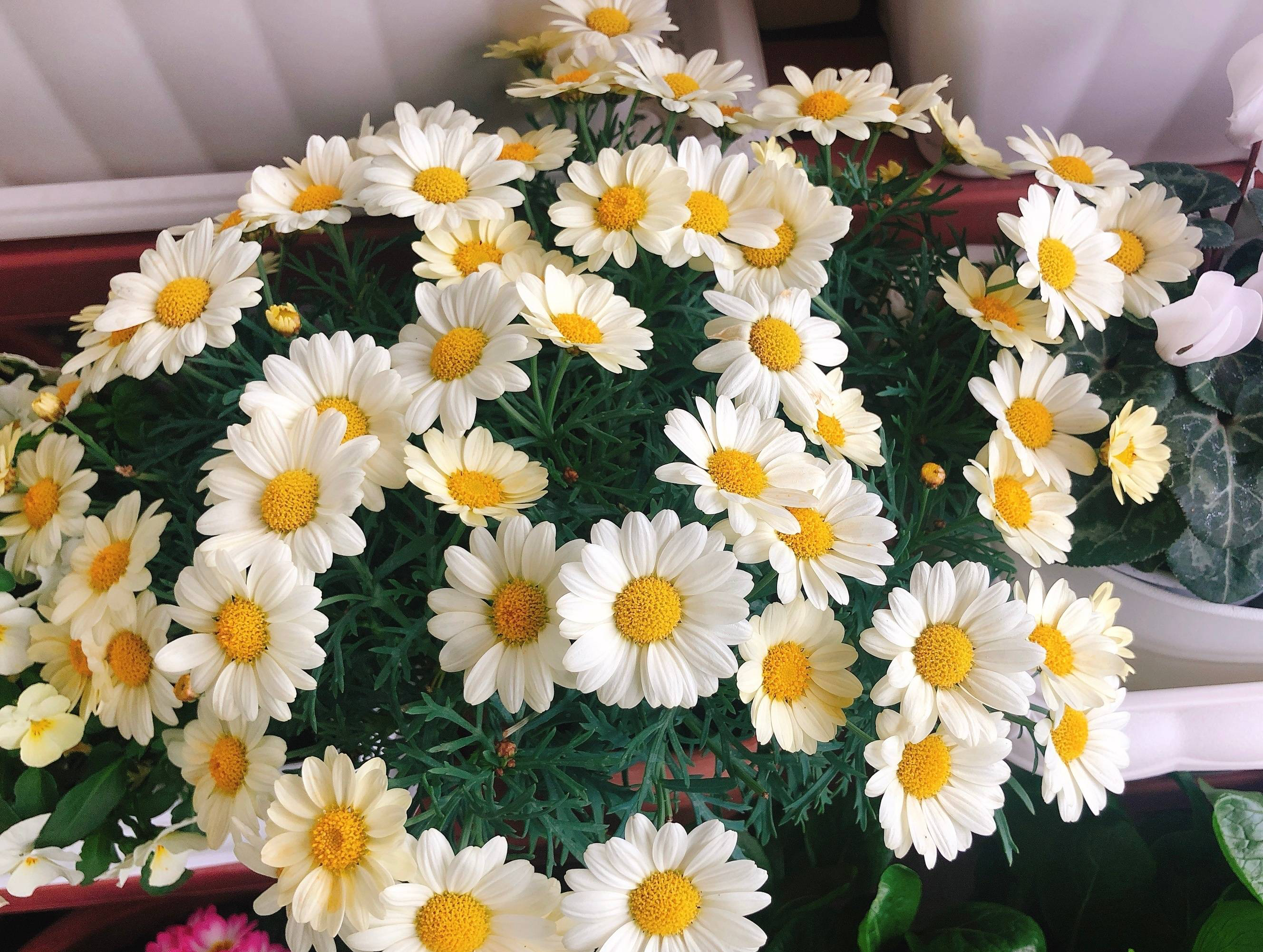 玛格丽特花怎么养（详解养玛格丽特的3个关键）