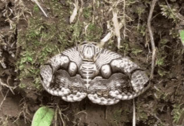 ����Ұ�ⷢ��&ldquo;��������&rdquo;���߽�ϸ������ϴ��ؼ�