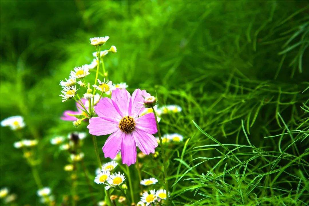 7首诗词：人世间，最美的相遇是重逢