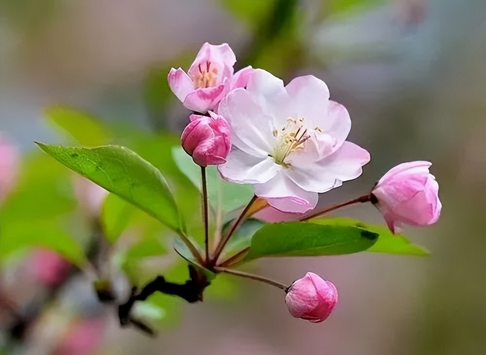 梨花有什么特点（春天出游必备识花宝典大全）