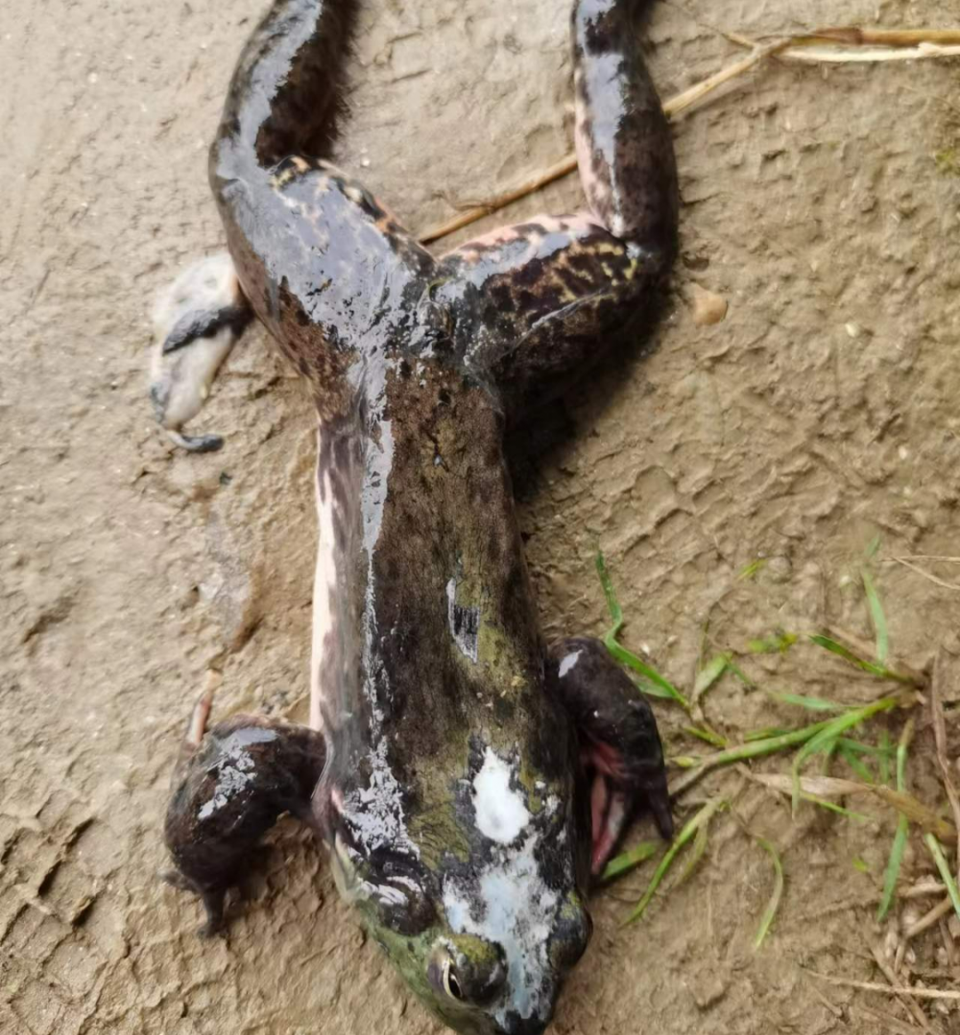 牛蛙腐皮病如何防控?