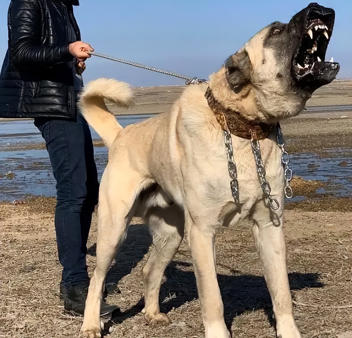 这些“巨型犬”很可怕，大到可以当马骑
