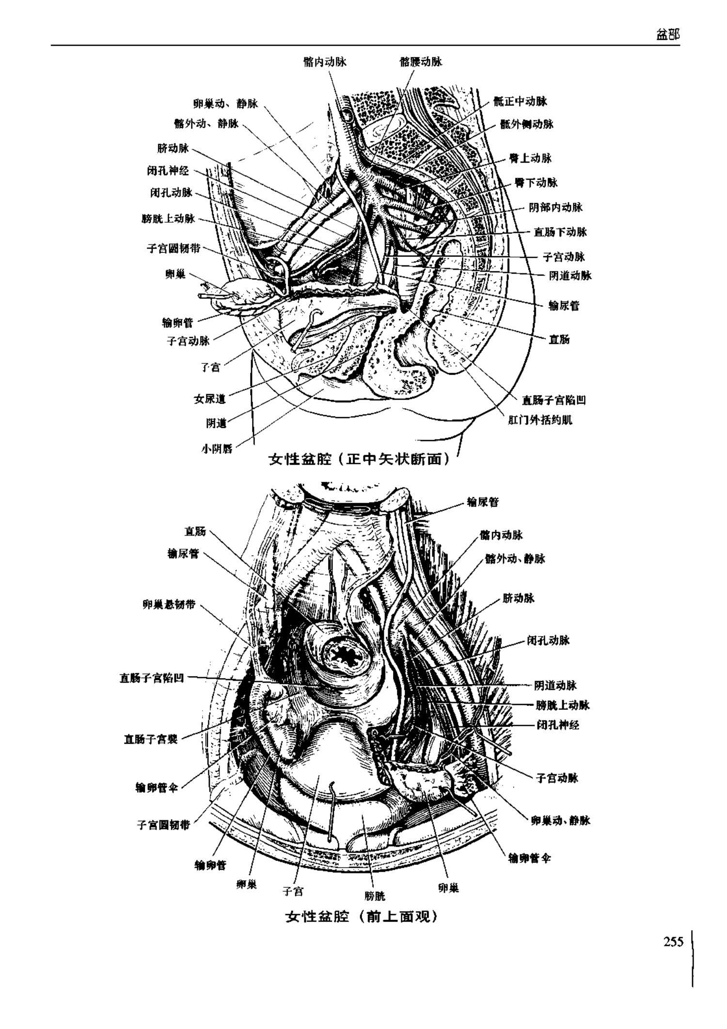 人体内脏位置图(图示集‖外科解剖学图谱(8-5)盆部)