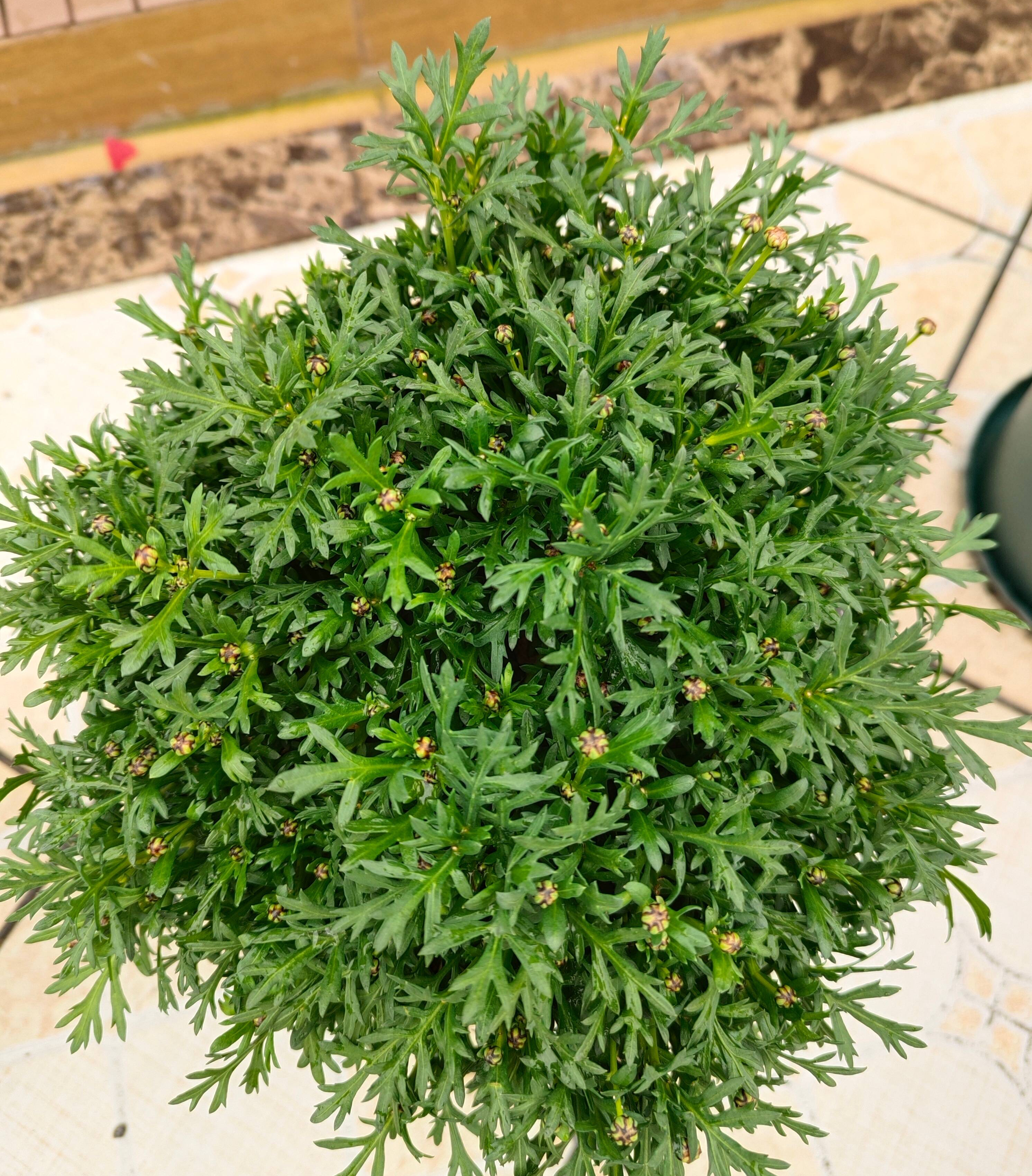 玛格丽特花怎么养（详解养玛格丽特的3个关键）