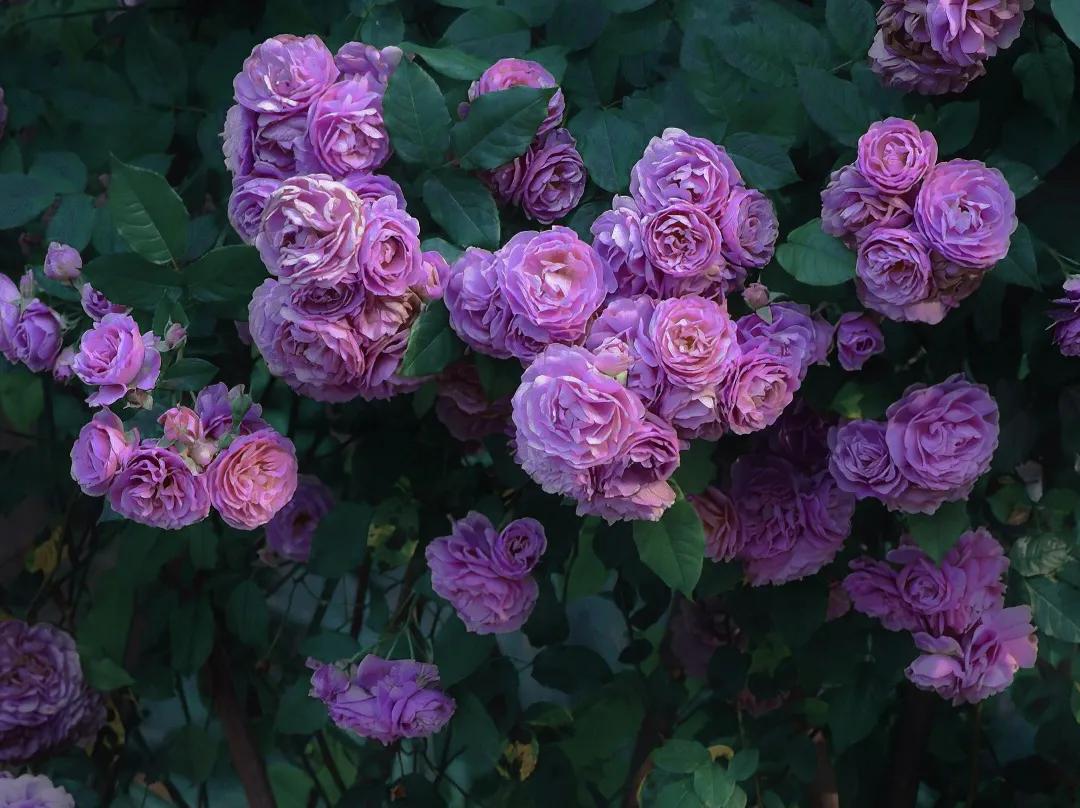 异地恋思念文案